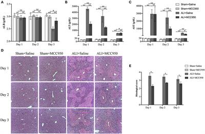 MCC950 Ameliorates Acute Liver Injury Through Modulating Macrophage Polarization and Myeloid-Derived Suppressor Cells Function